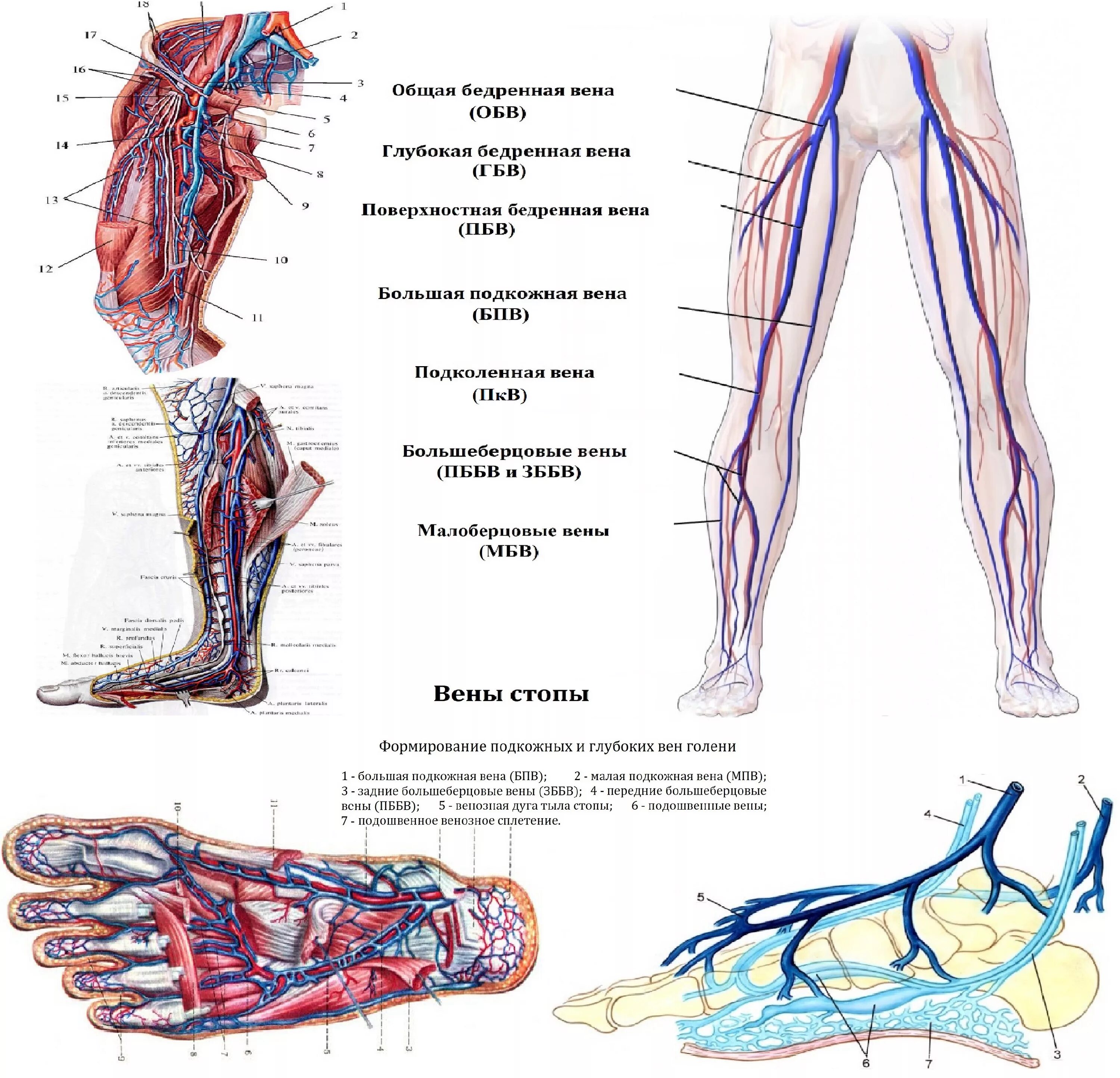 Расположение вен на ногах человека схема Анатомия вен нижних конечностей (лекция на Диагностере) - Диагностер