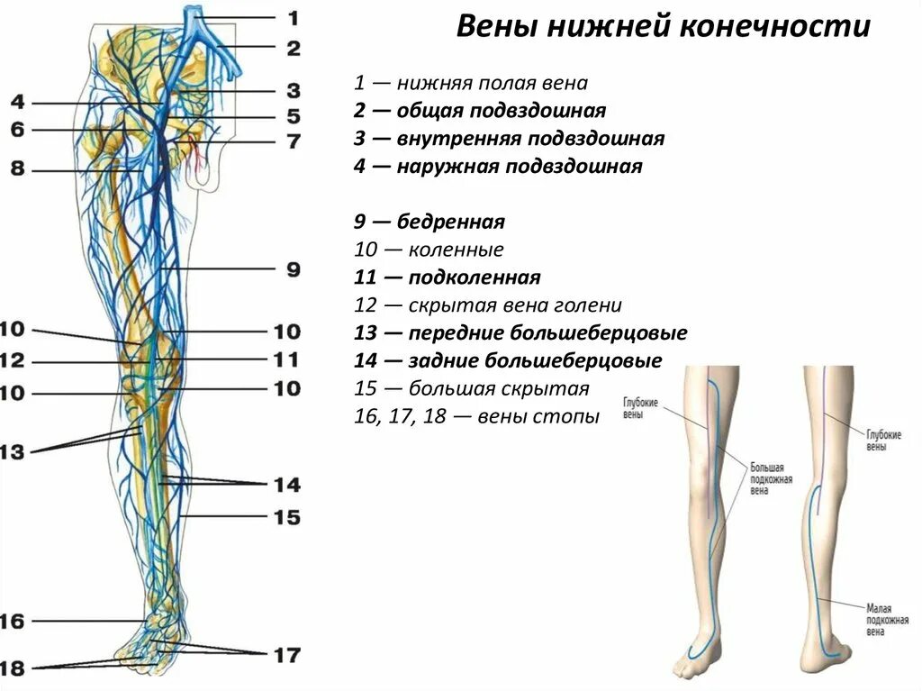 Расположение вен на ногах человека схема Ткани нижней конечности