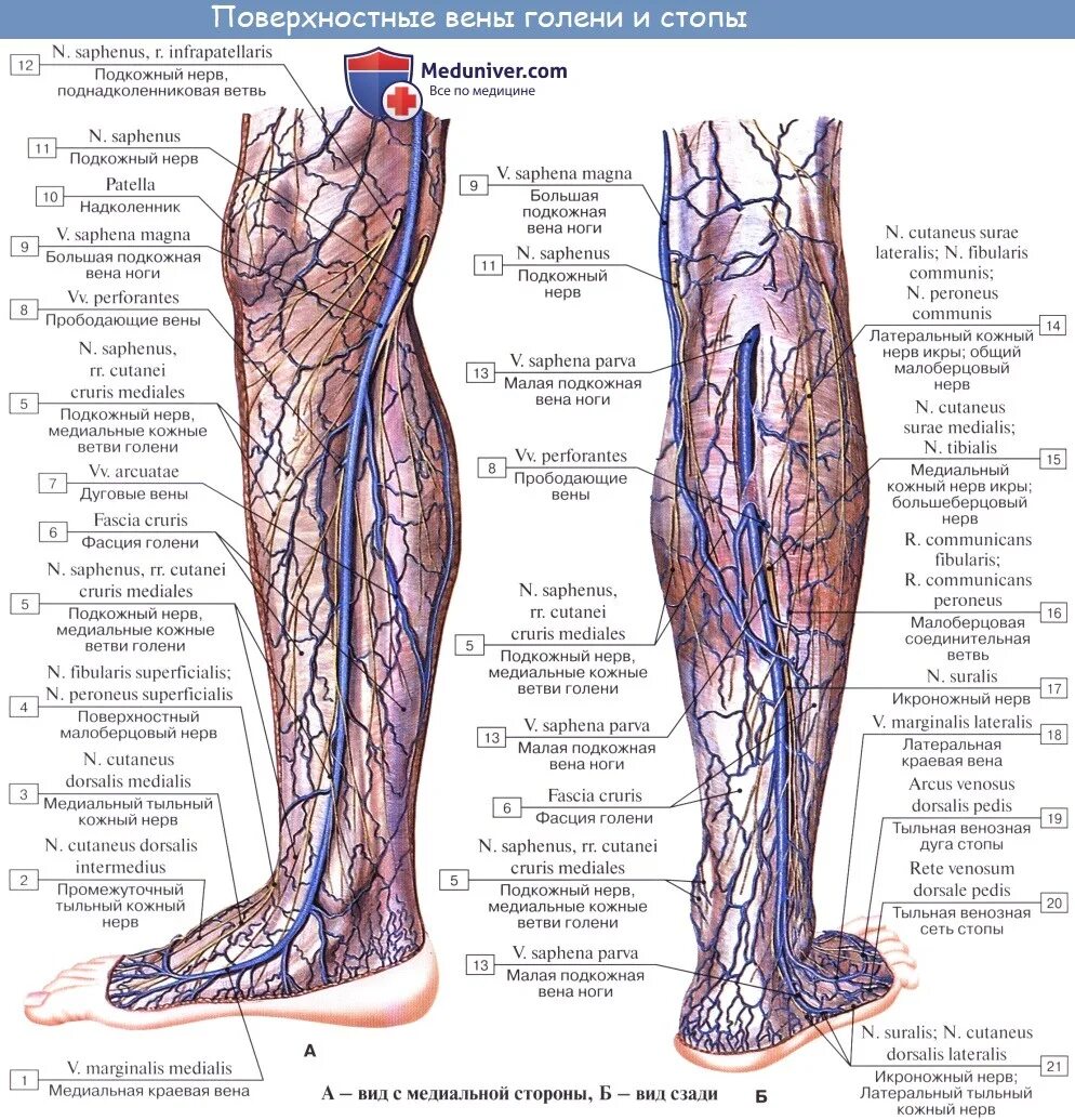 Расположение вен на ногах человека схема Анатомия: Вены нижней конечности (ноги). Глубокие и поверхностные вены ноги