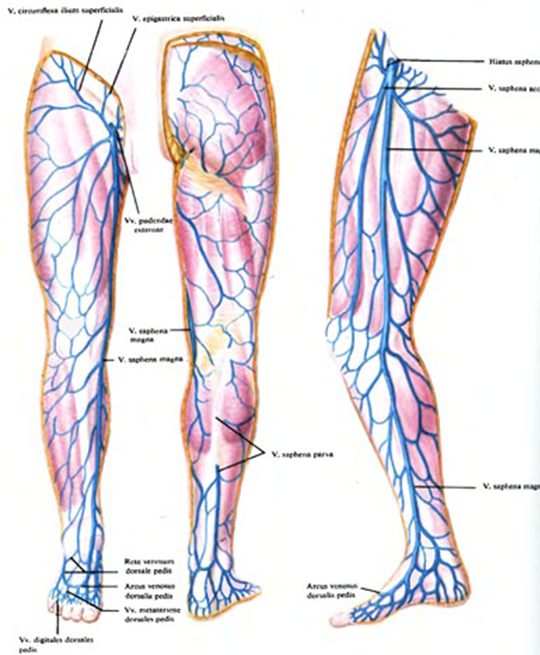 Расположение вен на ногах человека схема Вены левой ноги: найдено 82 изображений