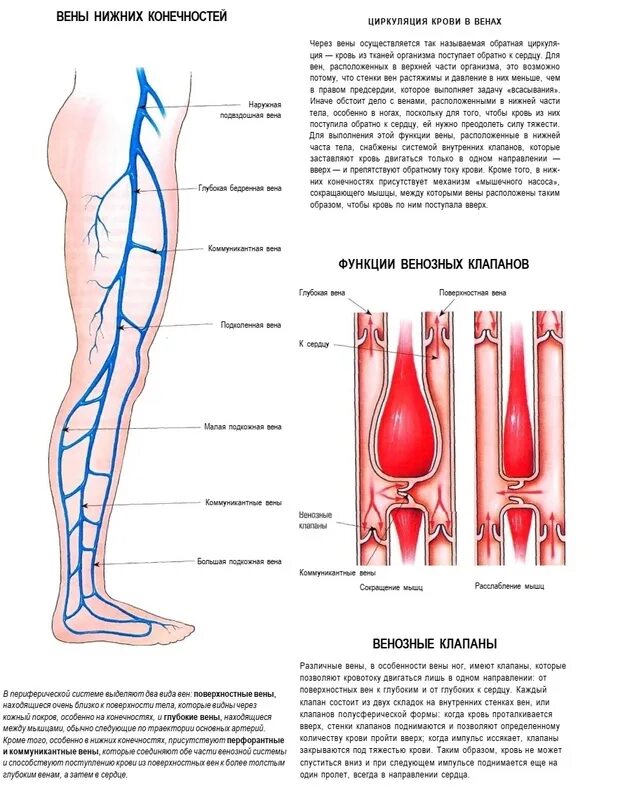 Расположение вен на ногах человека схема По каким венам течет