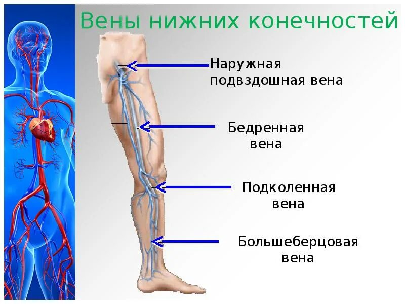 Расположение вен на ногах человека схема Сердечно-сосудистая система