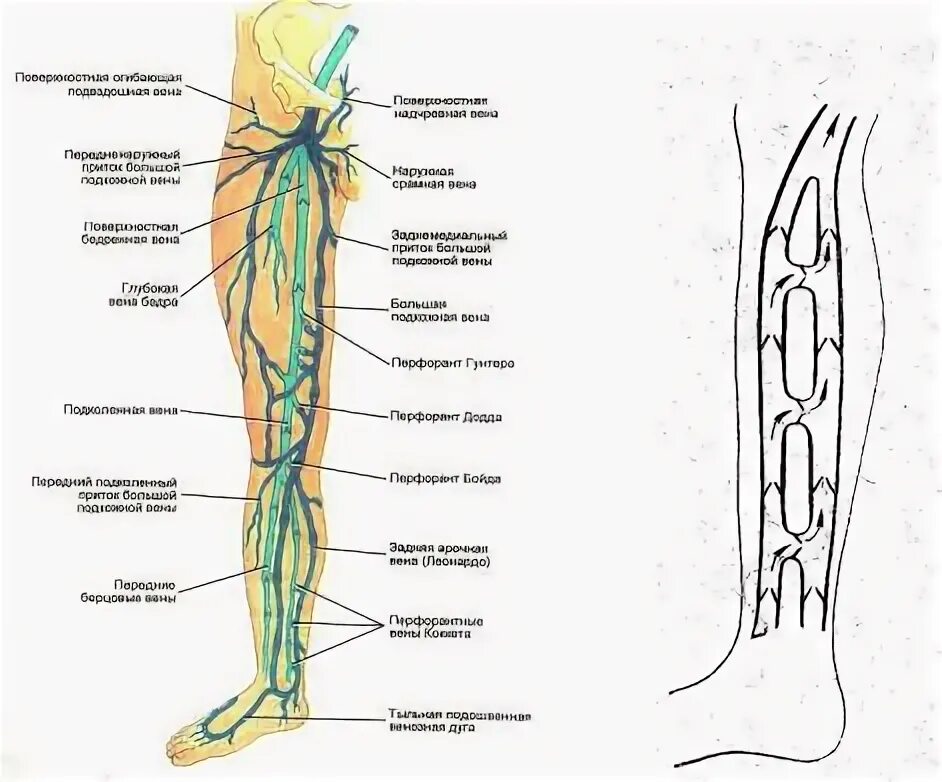 Расположение вен на ногах человека схема Большая глубокая вена: найдено 86 изображений