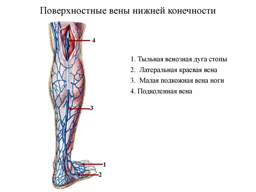 Расположение вен на ногах схема Поверхностные сосуды нижних конечностей