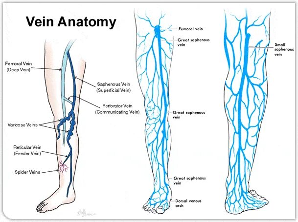 Расположение вен на ногах схема Image result for lower extremity venous anatomy Sekolah, Pendidikan, Jenis