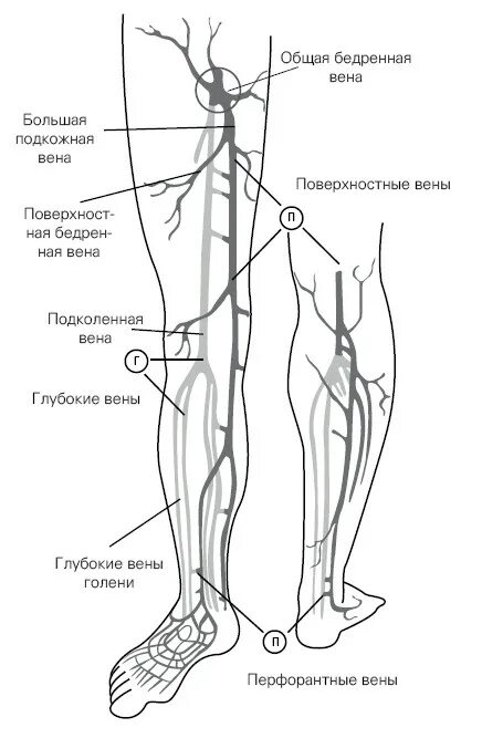 Расположение вен на ногах схема Ксения Бутова, Отеки, варикоз, тромбоз и другие болезни вен. Как лечить и предот