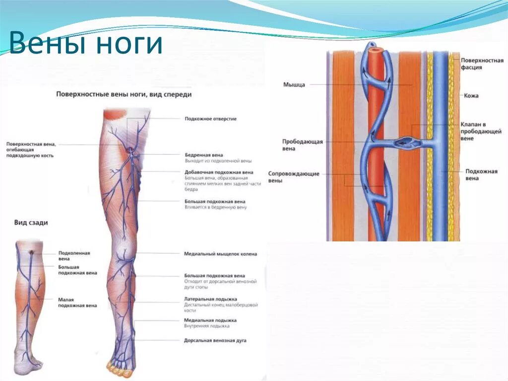 Расположение вен на ногах схема Картинки ГДЕ НАХОДЯТСЯ ВЕНЫ НА НОГАХ