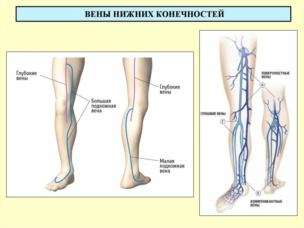 Расположение вен на ногах схема Суральных вен