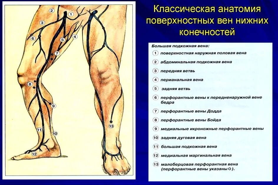 Расположение вен на ногах схема Вены нижних конечностей (обобщенная схема). Клиническая анатомия. Часть 2. Лекци