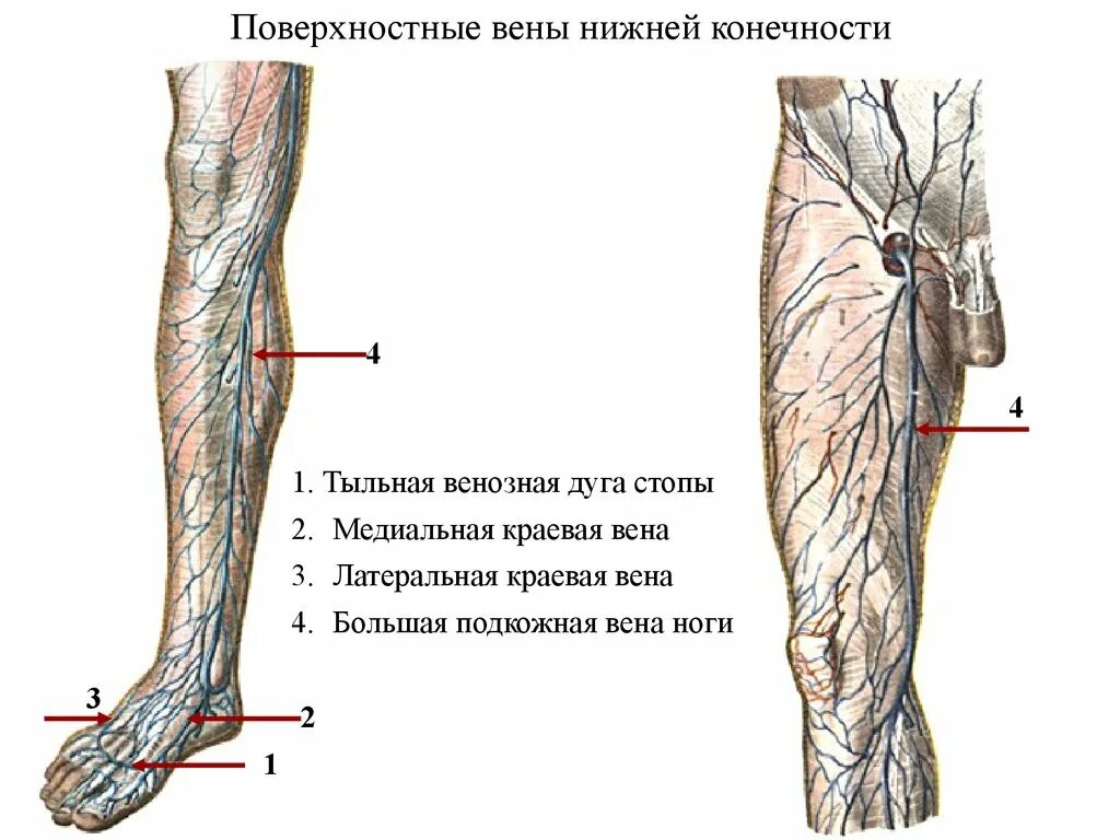 Расположение вен на ногах схема Название вен на ногах: найдено 88 изображений