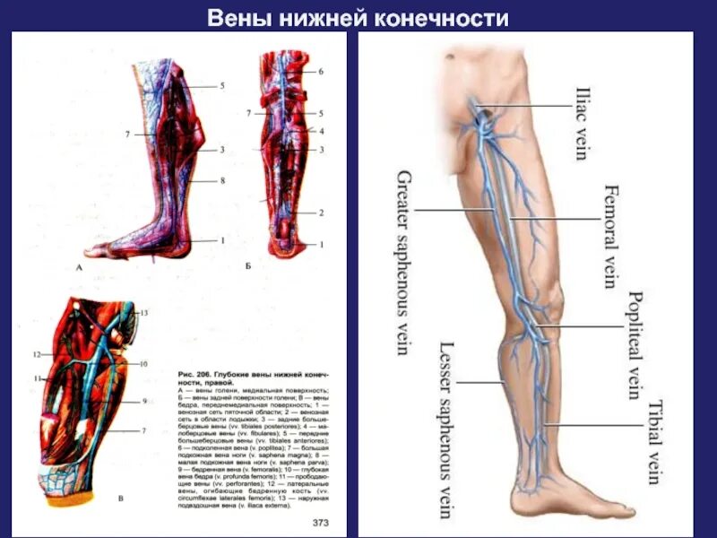 Расположение вен на ногах схема Схема вен ног - фото