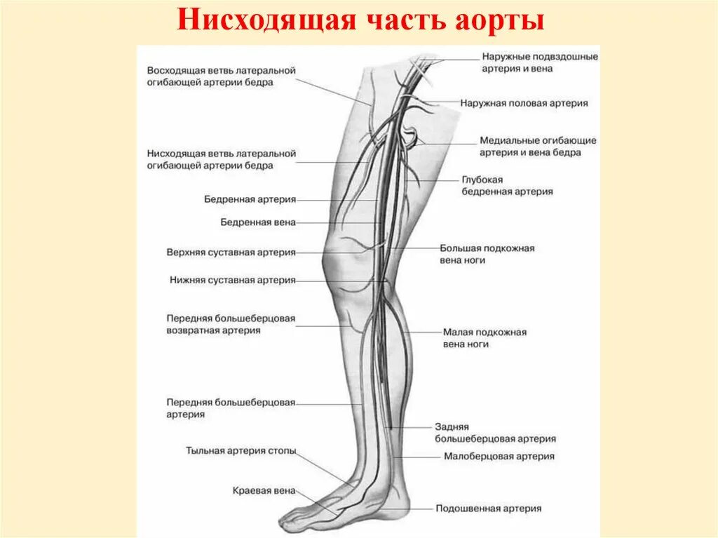 Расположение вен на ногах схема Ветви передней большеберцовой артерии