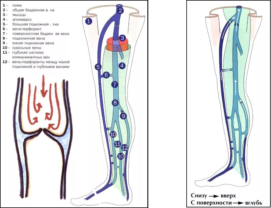 Расположение вен на ногах схема Хроническая венозная недостаточность Заболевания