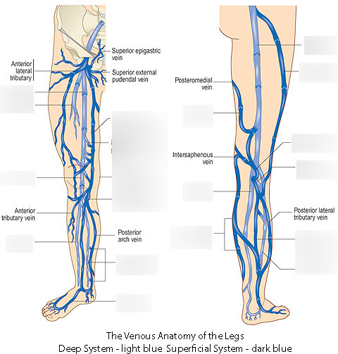 Расположение вен на ногах у женщин схема Lower Extremity Veins Diagram Quizlet