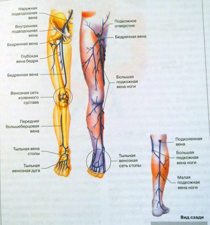 Расположение вен на ногах у женщин схема МРТ сосудов сердца - Виды МРТ