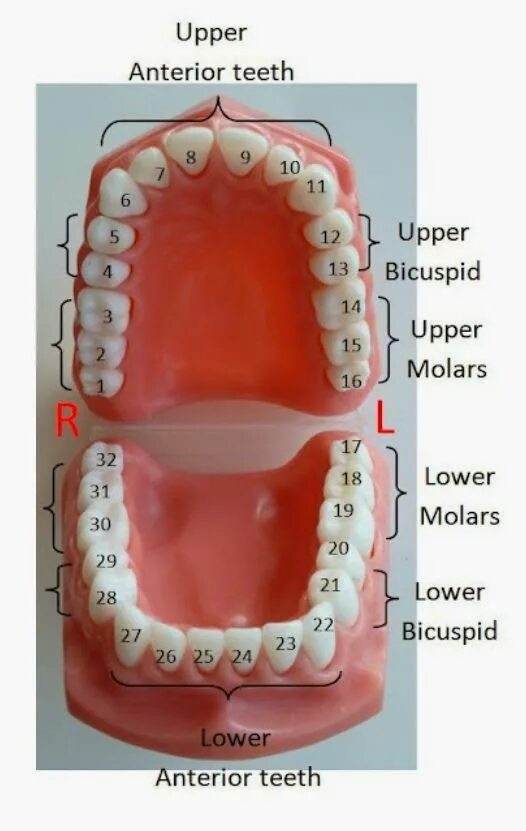 Расположение зубов по номерам у взрослых фото Pin on Anatomy