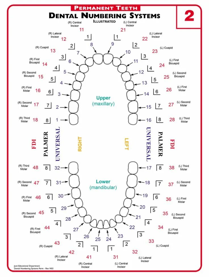 Расположение зубов по номерам у взрослых фото A Guide to Understanding Dental Lingo - from 123Dentist Dental anatomy, Dental c