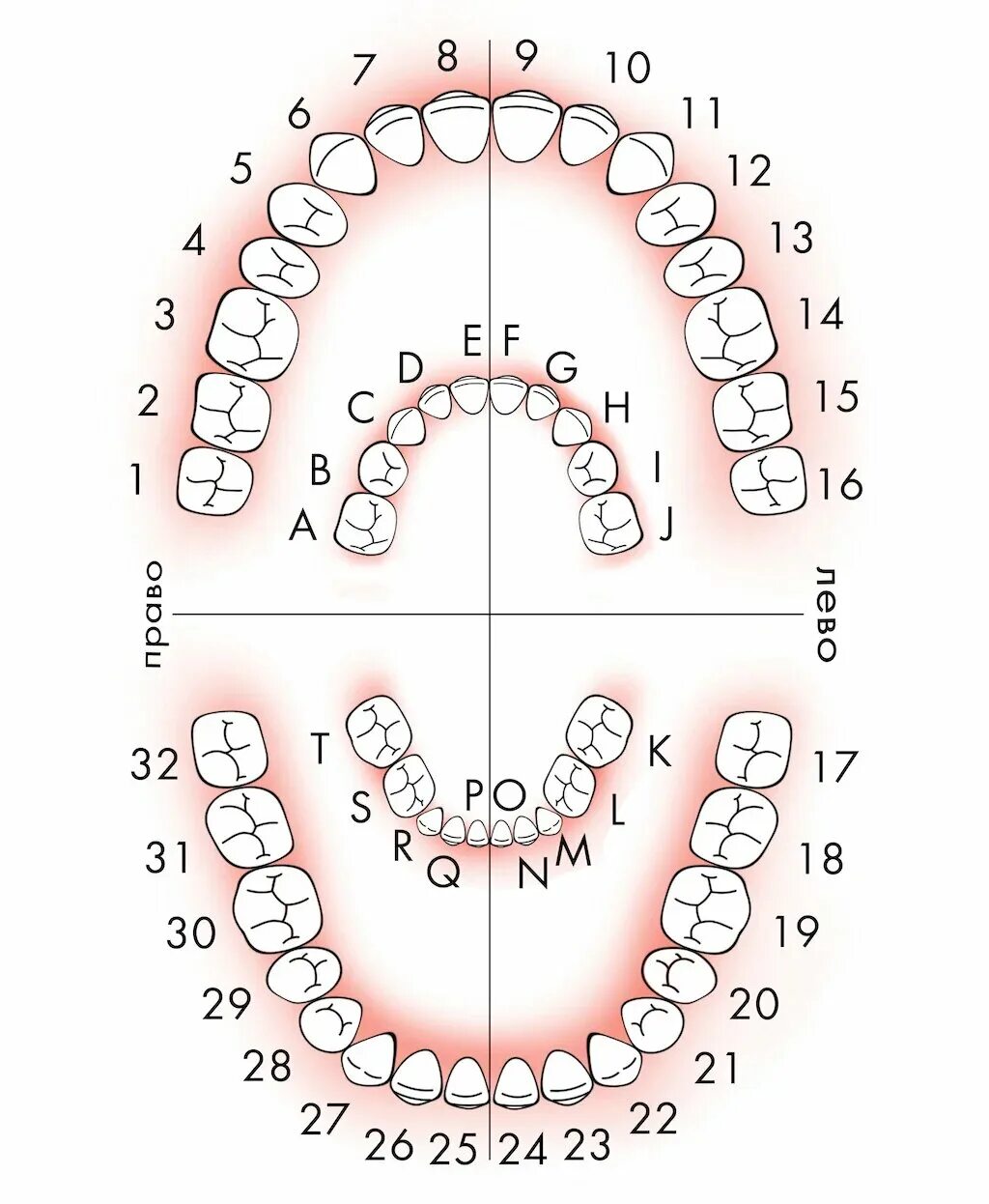Расположение зубов по номерам у взрослых фото Нумерация (номера) зубов в стоматологии - схема у взрослых, как считать зубы по 