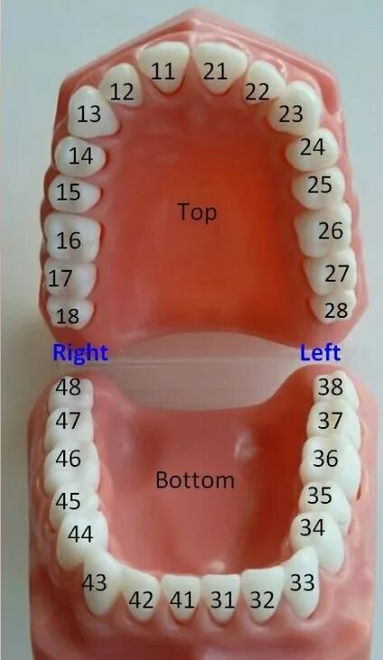 Расположение зубов по номерам у взрослых фото Нумерация зубов в стоматологии схема в фото