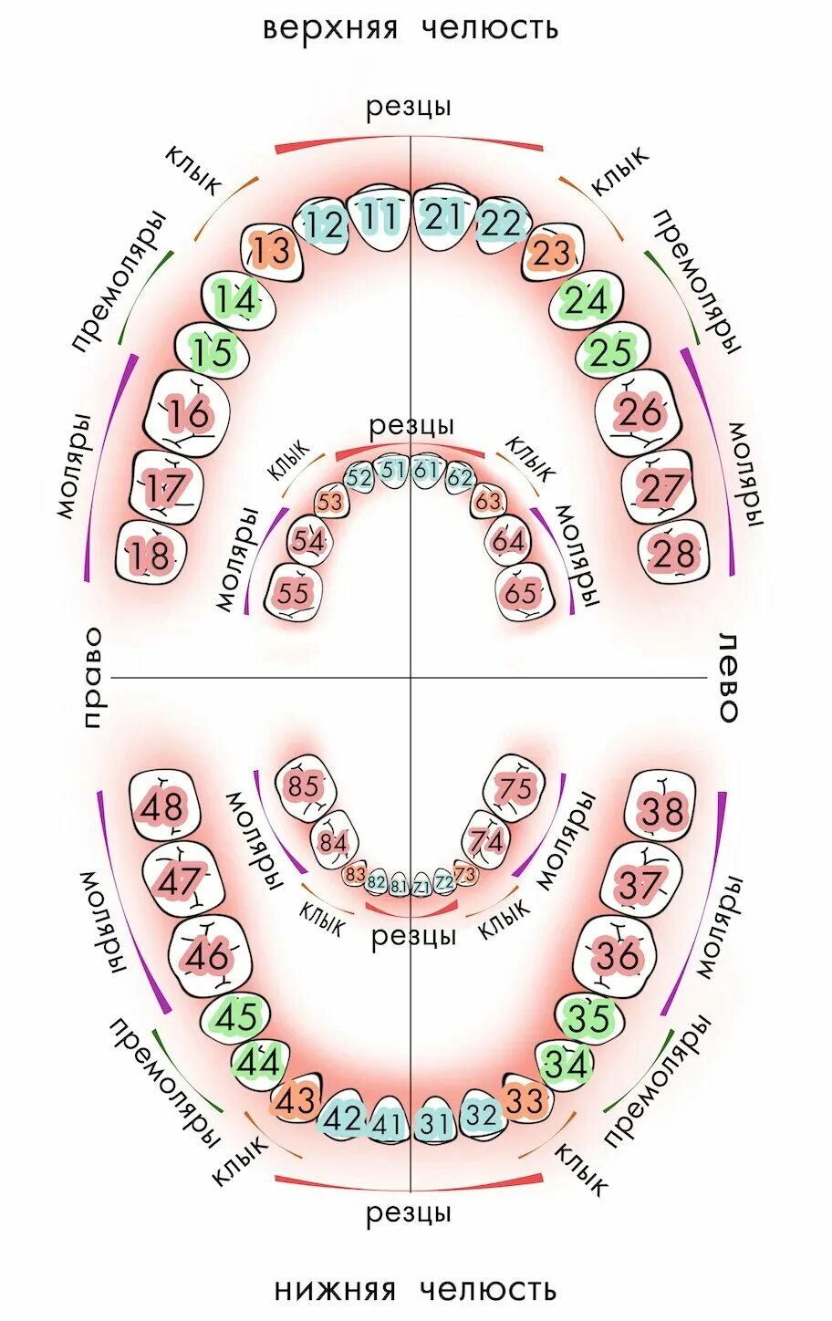Расположение зубов по номерам у взрослых фото Нумерация (номера) зубов в стоматологии - схема у взрослых, как считать зубы по 