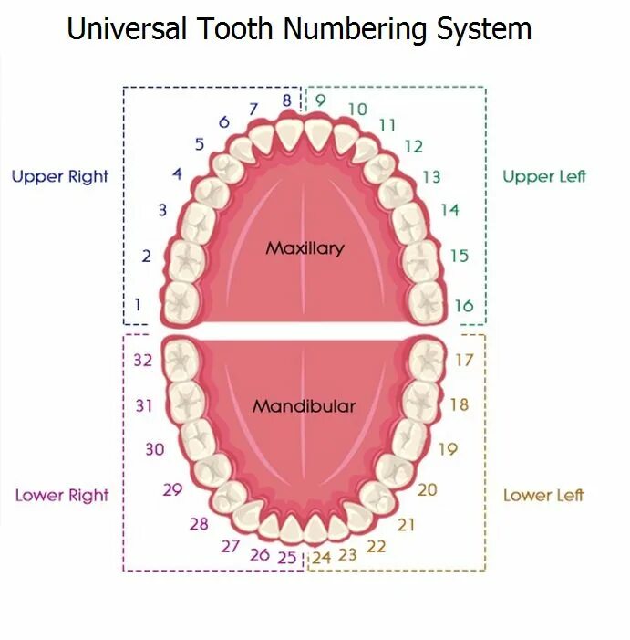 Расположение зубов по номерам у взрослых фото Dental Numbering Systems Dental assistant study, Dentistry, Dental anatomy