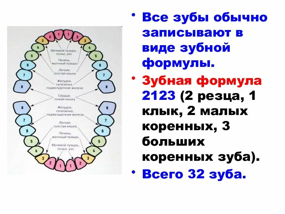 Расположение зубов по номерам у взрослых схема Какова зубная формула