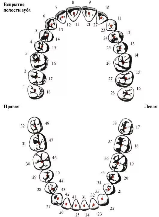 Расположение зубов по номерам у взрослых схема 9.3. Методы лечения заболеваний пульпы