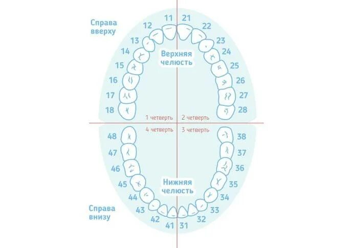 Расположение зубов по номерам у взрослых схема Нумерация в стоматологии: зубы по номерам и схема расположения