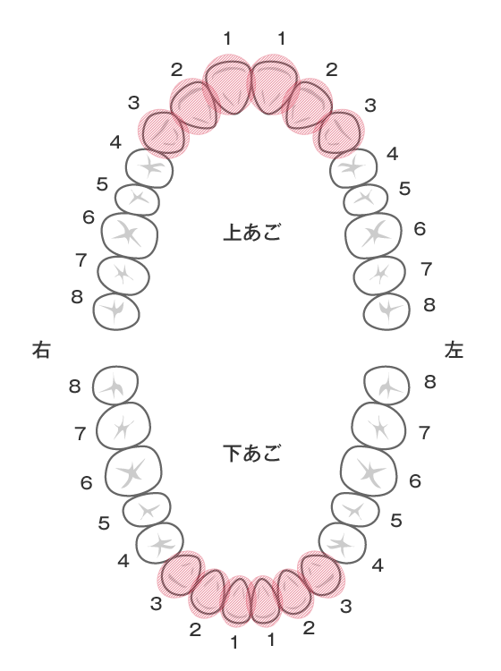 Расположение зубов по номерам у взрослых схема Зубные ряды верхней и нижней челюстей