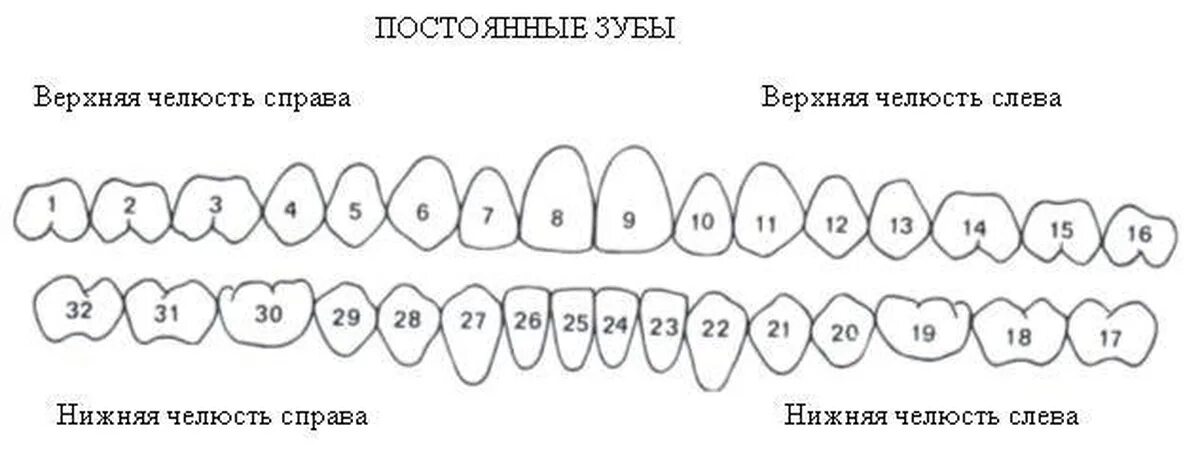 Расположение зубов по номерам у взрослых схема Карта зубов человека с номерами