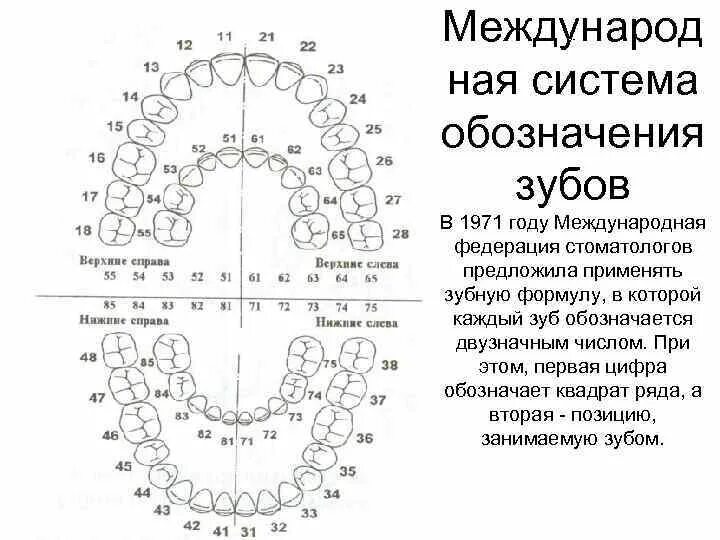 Расположение зубов по номерам у взрослых схема Зубы значение каждого зуба: найдено 89 изображений