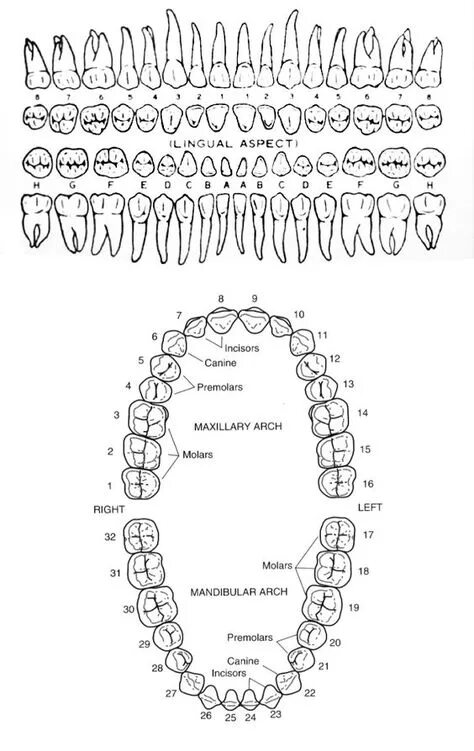 Расположение зубов по номерам у взрослых схема Top 10 dental diagram ideas and inspiration