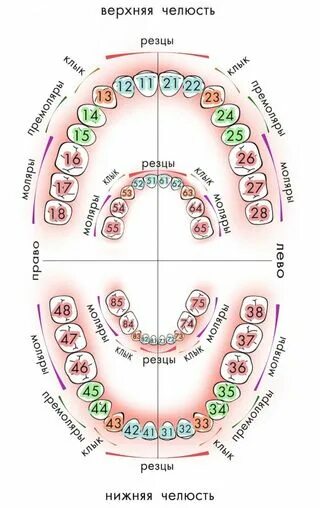 Расположение зубов по номерам у взрослых схема Нумерация зубов в стоматологии: схемы и обозначения