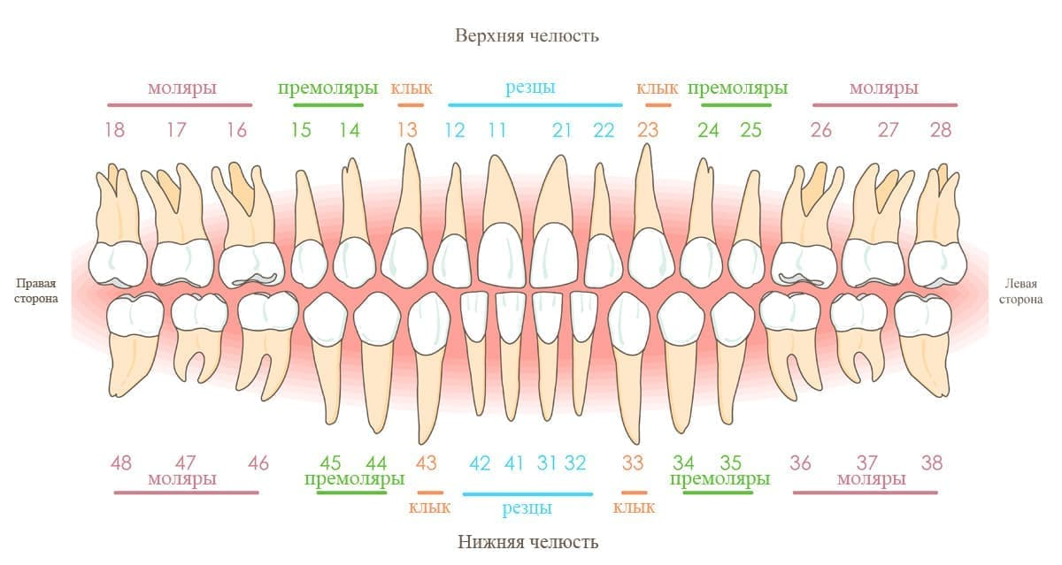 Расположение зубов у человека фото Зуб мудрости, который перевернулся и растёт внутрь черепа / Habr