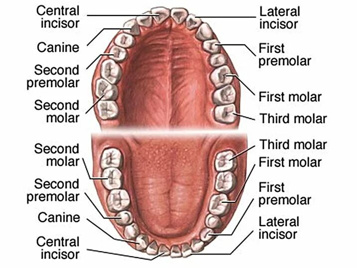 Расположение зубов у человека фото Human teeth top view Dental anatomy, Dental care, Dental assistant study