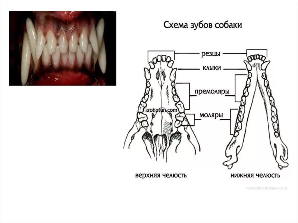 Расположение зубов у собаки схема Строение зубов у собак схема