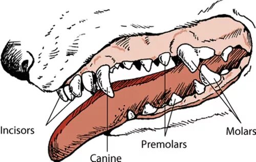 Расположение зубов у собаки схема parts of a dogs mouth - Clip Art Library