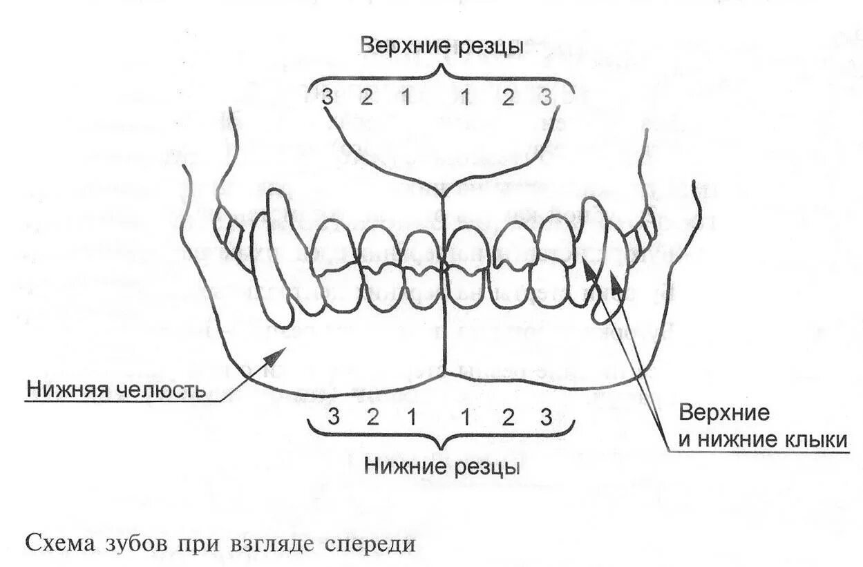 Расположение зубов у собаки схема Сколько резцов в челюсти: найдено 79 изображений