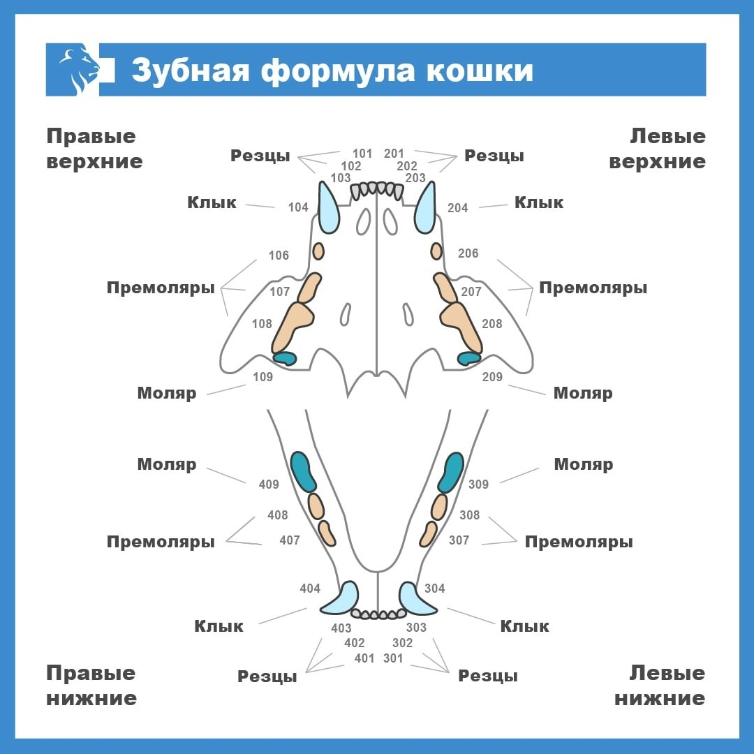 Расположение зубов у собаки схема Почему передние зубы у кошек такие маленькие / Флора и фауна / iXBT Live