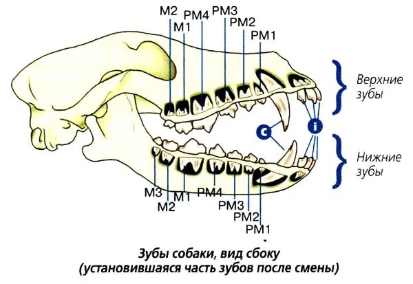 Расположение зубов у собаки схема Зубы у собак: количество, строение и уход