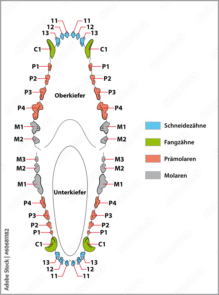 Расположение зубов у собаки схема Hundegebiss, Zahnformel Векторный объект Stock Adobe Stock