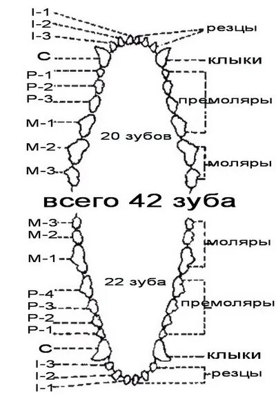 Расположение зубов у собаки схема Не хватка зубов,нужна консультация!