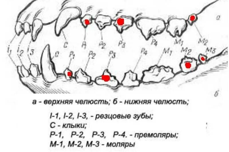 Расположение зубов у собаки схема Схема зубов собаки с номерами