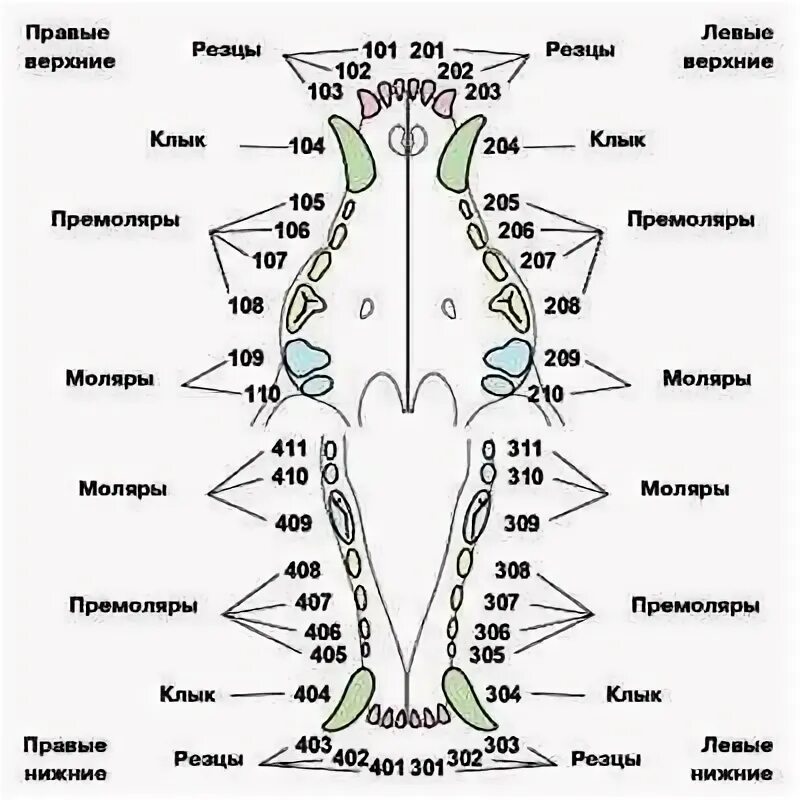 Расположение зубов у собаки схема Anatomy art, Anatomy, Map