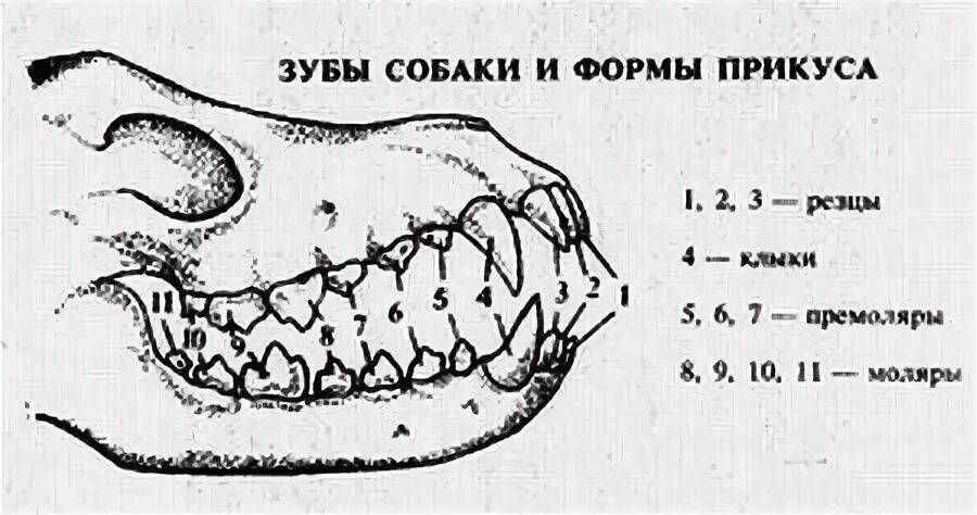 Расположение зубов у собаки схема Подробное описание зубной формулы собаки: схема и строение челюстей