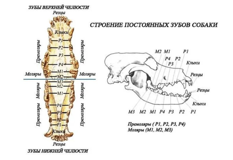 Расположение зубов у собаки схема Зубная формула собаки, в каком возрасте у щенка меняются молочные зубы, симптомы