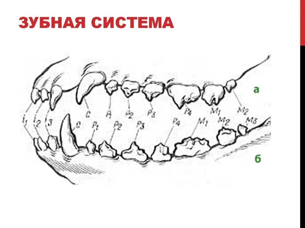 Расположение зубов у собаки схема Схема зубов собаки с номерами