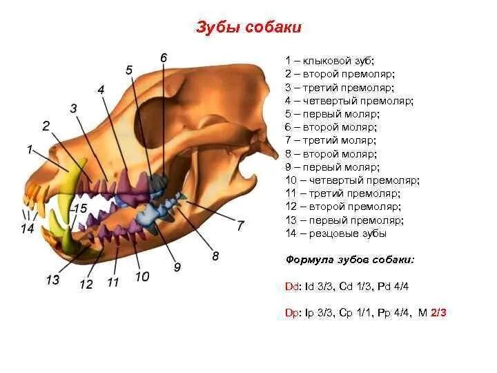 Расположение зубов у собаки схема ФОРМУЛА прикуса. Буква "Ф"