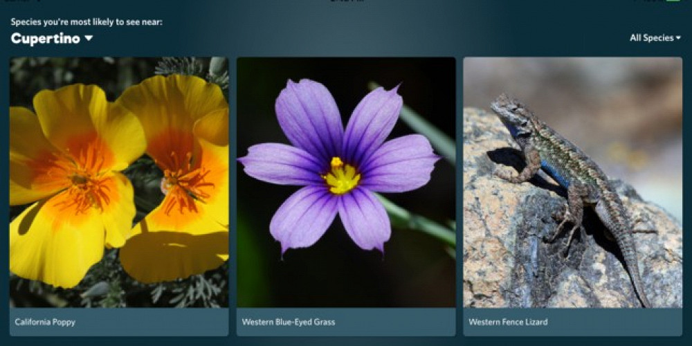 Распознает фото цветов Вышло приложение, которое распознает растения и животных по фотографиям и звукам
