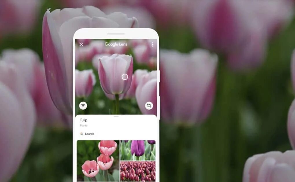 Распознает фото цветов Google Lens Gets Pixel Camera-Inspired Interface Redesign